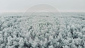 Beautiful pine trees forest cowered in snow.