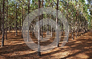 Beautiful pine trees growing in a straight line.