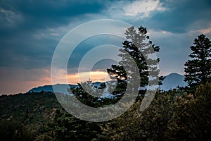 Beautiful pine trees in the mountians at sunset