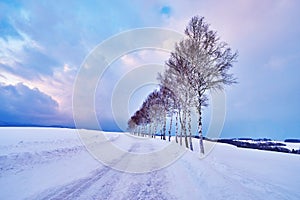 Beautiful Pine trees near `Seven star no ki` along the patchwork road in winter at Biei city