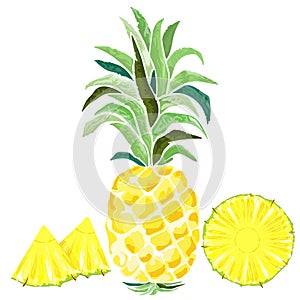 Pineapple and Slices Watercolor Style Vector illustration isolated on white photo