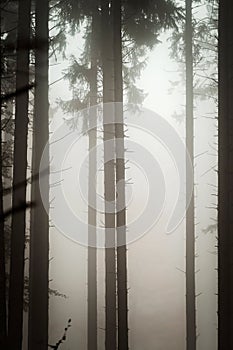 Beautiful pinetrees in the foggy forest, french nature