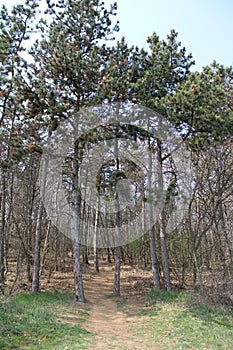 Beautiful pinetrees in forest