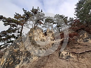 Beautiful pinetrees in forest