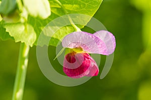 Beautiful ping flowers growing in the garden. Vibrant summer scenery.