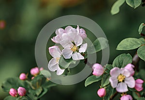 Beautiful pink Apple blossom, in bloom