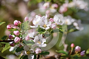 Beautiful pink Apple blossom, in bloom