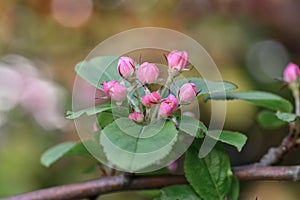 Beautiful pink Apple blossom, in bud