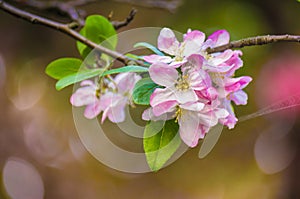 Beautiful pink apple blossom flower. Soft focus.