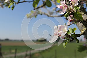 Beautiful pink apple blossom flowers closeup in front of the blue and green dutch countryside in springtime