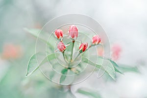 Beautiful pink apple flowers buds on tree branches