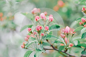 Beautiful pink apple flowers buds on tree branches