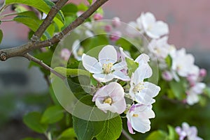 Beautiful pink apple flowers in close up photo