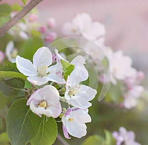 Beautiful pink apple flowers in close up photo