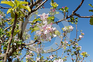 Beautiful pink apple tree blossom, springtime in kibbutz orchard