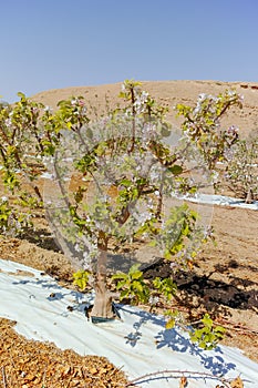 Beautiful pink apple tree blossom, springtime in kibbutz orchard