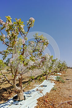 Beautiful pink apple tree blossom, springtime in kibbutz orchard