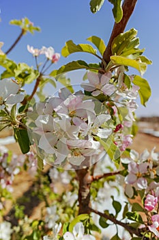 Beautiful pink apple tree blossom, springtime in kibbutz orchard