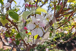 Beautiful pink apple tree blossom, springtime in kibbutz orchard