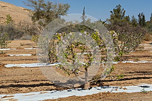 Beautiful pink apple tree blossom, springtime in kibbutz orchard