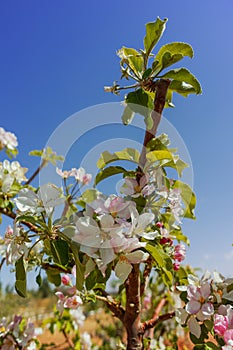 Beautiful pink apple tree blossom, springtime in kibbutz orchard