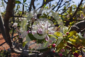 Beautiful pink apple tree blossom, springtime in kibbutz orchard