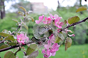 Beautiful pink apple tree flowers after rain in Moskow