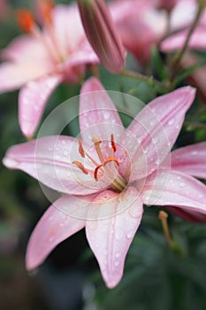 Beautiful Pink Asiatic Lily Closeup