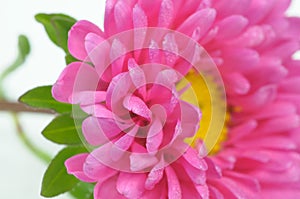 Beautiful Pink Aster Flower Close-Up