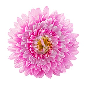 Beautiful pink aster flower isolated on white background. Macro image for greeting cards and various holidays