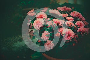 The beautiful pink aster flowers in a pot blooming in a garden during a summer evening. Nature, beauty, gardening, and the