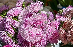 Beautiful pink asters Callistephus chinensis