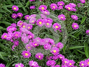 Beautiful pink asters, variety Karminkuppel, flowering in a garden