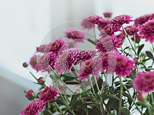 Beautiful pink autumn chrysanthemums pot poster Urban spaces home plants gardening apartment interior decoration design