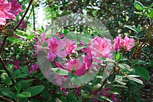 Beautiful Pink Azalea Flowers Autumn Royaltyâ„¢ Encore