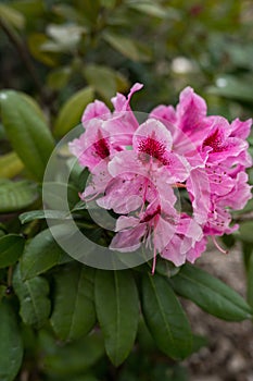 Beautiful pink azalea flowers on green background