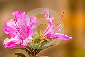 Beautiful pink Azalea flowers isolated taken in a garden during spring
