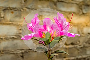 Beautiful pink Azalea folwers isolated taken in a garden during spring