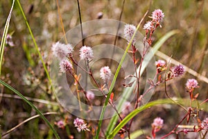 Beautiful, pink, background, flower, burdock, nature, fluffy, green, summer, white, floral, wild, blossom, sunlight, purple, botan