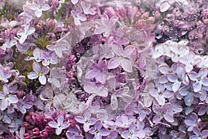 Beautiful pink background of lilac flowers close-up behind glass with water drops. Spring lilac flowers