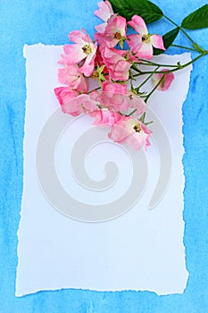 Beautiful pink ballerina roses on blue painted background.