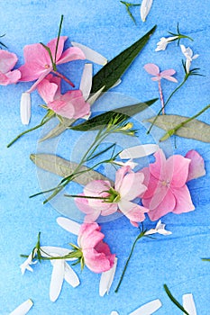 Beautiful pink ballerina roses on blue painted background.