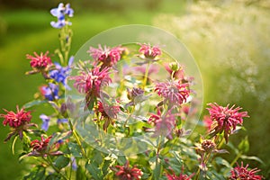 Beautiful pink beebalm plant blossoming in the garden on sunny summer day. Monarda didyma red flowers