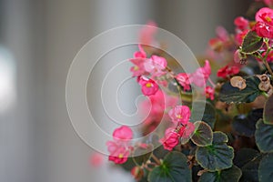 Beautiful pink begonias on blurred background