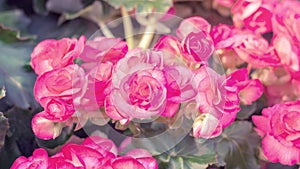 Beautiful pink begonias in the garden