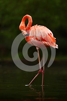 Beautiful pink big bird Caribbean Flamingo, Phoenicopterus ruber, cleaning plumage in dark green water, with evening sun, reed in