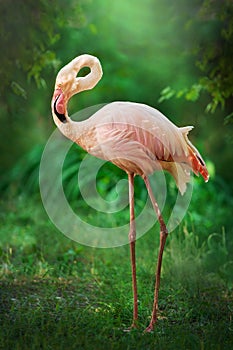 Beautiful pink big bird Flamingo