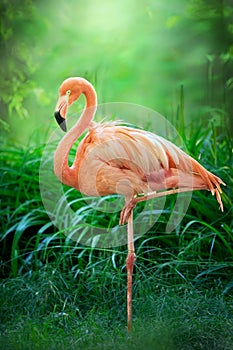 Beautiful pink big bird Flamingo