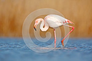 Beautiful pink bir in the water. Greater Flamingo, Phoenicopterus ruber, Nice pink big bird, head in the water, animal in the natu