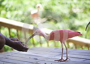 Beautiful Pink Bird in a Park